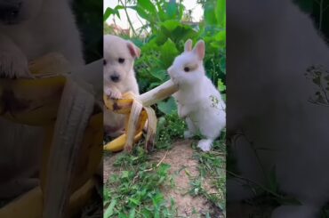 cute rabbit and puppy