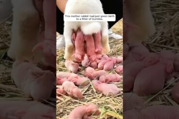 The little rabbit abandoned by family but finds love in unlikely friends #shorts