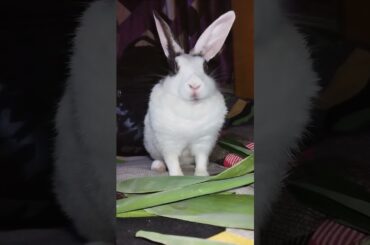 Cute bunny eating #cute #bunny
