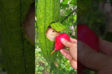 Cute Bunny Rabbit eating sweet red fresh fruits #fruits #freshfruit #rabbit #shorts