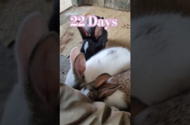 Cute Baby Eating #rabbiteating #viralvideo #lucknowzoo #cuteanimal #shortfeed #bunny #shorts #trendi