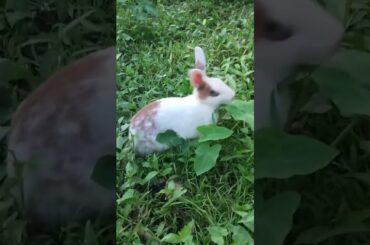 #cute #rabbit #pets #animals #shorts #shortvideo