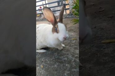#cute #rabbit #animal #shortsfeed #pets