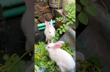 Cutest Pet Rabbit Eating and Playing Activities - Cutest Bunny Babies #shorts #rabbit #pets