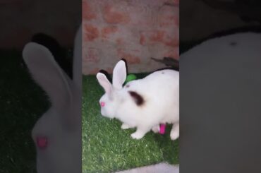 Cute bunny #cute #bunny