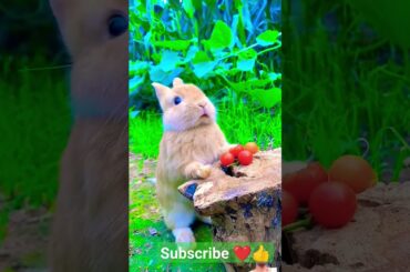rabbit hiccups.. cute baby rabbit short... #animals #rabbit