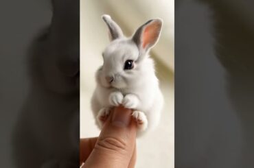 #cute #rabbit
