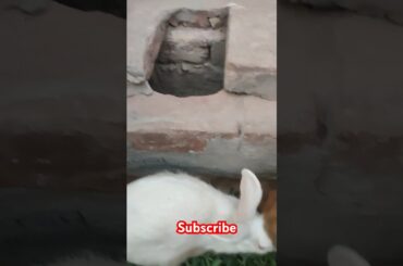 Cute rabbit #viralvideo #shortvideo #animals