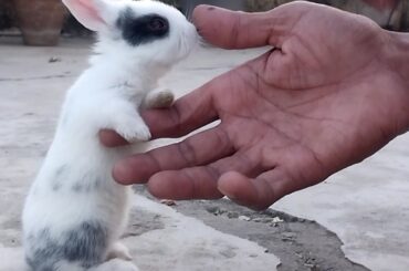 Cute Baby Rabbits Playing, Feeding Activities | Bunny Rabbit (Baby Rabbits)