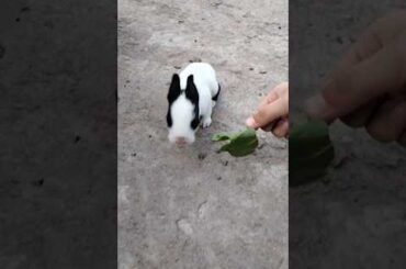 Cute bunny #shorts #trending #viralvideo
