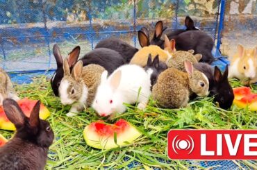 Special Live From DoDo HosS - The Cutest Baby Rabbits Eating Watermelon