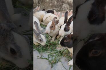 Cute Rabbit Eating #viralvideo #lucknowzoo #cuteanimal #shortfeed #trending #shorts #rabbiteating