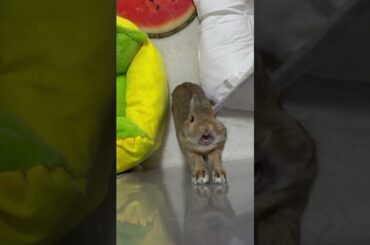 Cute Rabbit #funny #rabbit #shorts