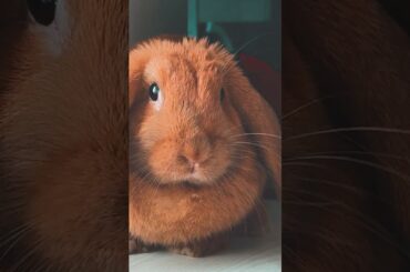 Bunny Dancing #bunny #bunnys #cutiebunny #pets #petbunny #cute #rabbit #cutebunny #funny #dancing