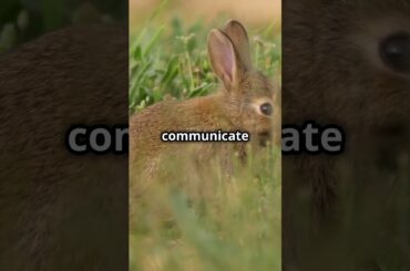 Amazing Rabbit Facts!#youtubeshorts #facts #wildlife #rabbit #animals #nature #learning #didyouknow