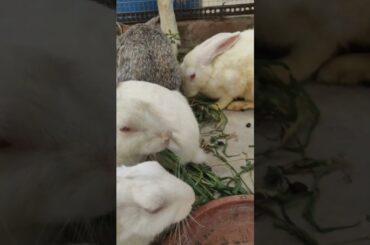 Cute Rabbit Eating #viralvideo #lucknowzoo #rabbiteating #trending #shortfeed #cute #vlog #cuteanima