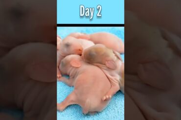 Rabbit Growth - 1 to 15 days of 5 baby rabbits