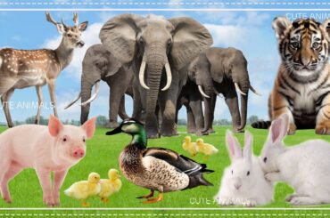Funny farm animal moments: Elaphant, Tiger, Pig, Ducks, Rabbit - Wildlife Animals Relaxation Film 4K