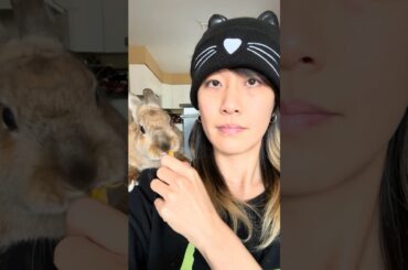 RADAGON THE BUN | Small brown shoulder goblin nibbles #cute #bunny #rabbits #shorts