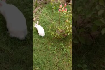 #cute rabbit eat#trending#shorts