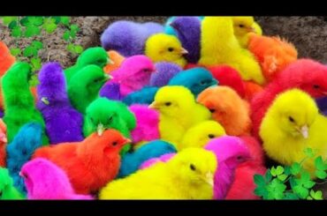 Cute Chicken, colorful chicken, rainbow chicken, cute rabbit, cute duck, koi fish, Cute Animals