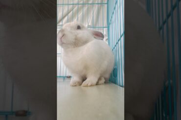 Cute bunny #bunny #rabbit #pets #trending #cat #youtubeshorts #trendingshorts #cute #love #trend