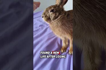 This kind women saved a helpless baby rabbit that had lost its mother #rescue #rabbit