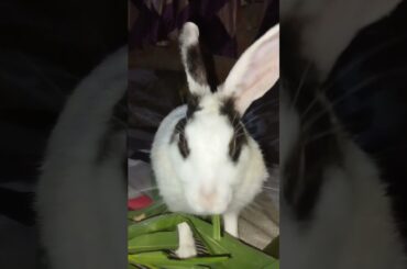 Cute bunny eating #cute #bunny