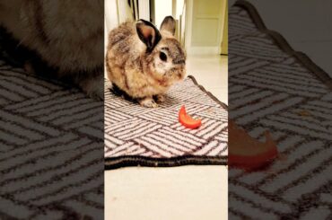 Cute bunny#rabbit #pets #bunny #cute