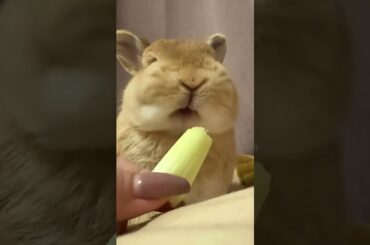 Cute bunny eating something.#cute #pets #bunny