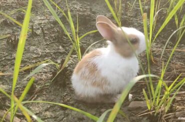 morning Bunny Happy Wednesday | | cute baby bumny #bunny