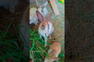 The little rabbit eats celery and is cute. Rabbit is a cute little pastoral pet.