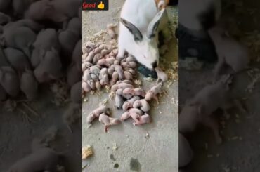 How the new born #baby #rabbit# cute #short video