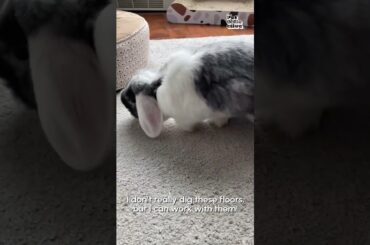 Adorable Bunny Explores New Home!