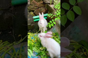 Most Cute Rabbit Baby Eating and Playing on Grass #rabbit #bunny #cute #pet #animals