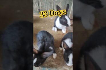 Cute Baby rabbit #viralvideo #lucknowzoo #rabbit #growth #trending #shortfeed #shorts #cute #vlog
