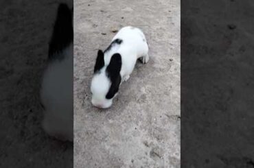 Cute bunny #shorts #trending #viralvideo