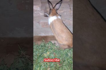 Cute rabbit #viralvideo #shortvideo #ankushff