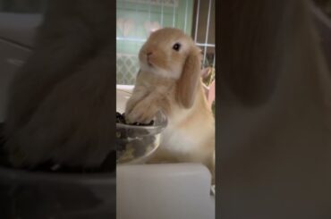 #cute #rabbit #pets #shorts
