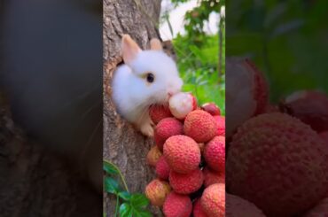 Cute Rabbit - Baby rabbit growth | Baby rabbits grow up #pets #cute