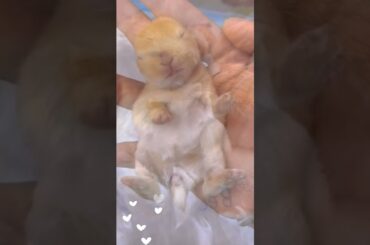 The newborn bunny is so cute #bunnys #cutepet #animals #cute #rabbit #cuteanimal #pets