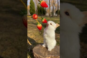 Cute Bunny #shorts #cute #bunny #viral