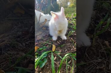 Cute Bunny Washing Face