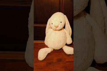 Rabbit and magic. #rabbits #cuterabbit #cute