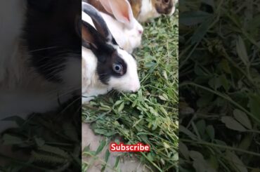 Cute rabbit #viralvideo #shortvideo #animals