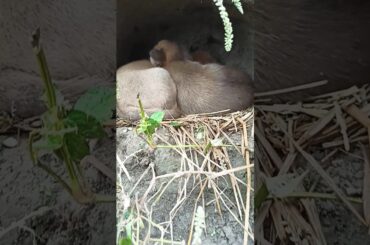 A beautiful moment cute puppy #shorts #tending #as12funnyanimals59 #puppy #doglover #dog #ytshorts