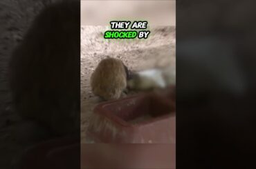 Why Did This Rabbit Turn into a Monster?