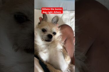Chihuahua is a CUTE BUNNY dog #chihuahua #cutedog #emotionalsupport #shorts
