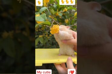 Funny rabbit #cute #rabbit #rabbits #rabbitfarming #petservices #pettraining