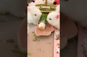 Cute Bunnies #baby bunny # baby rabbit # cute bunny # funny bunny #funny videos